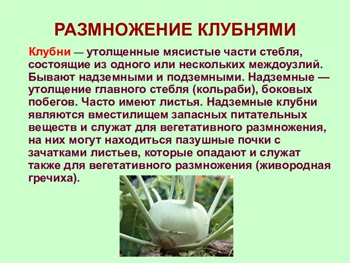 РАЗМНОЖЕНИЕ КЛУБНЯМИ Клубни — утолщенные мясистые части стебля, состоящие из одного