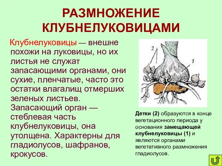 РАЗМНОЖЕНИЕ КЛУБНЕЛУКОВИЦАМИ Клубнелуковицы — внешне похожи на луковицы, но их листья