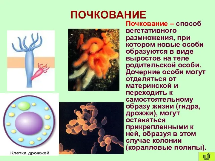 ПОЧКОВАНИЕ Почкование – способ вегетативного размножения, при котором новые особи образуются