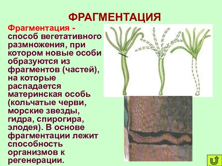 ФРАГМЕНТАЦИЯ Фрагментация - способ вегетативного размножения, при котором новые особи образуются