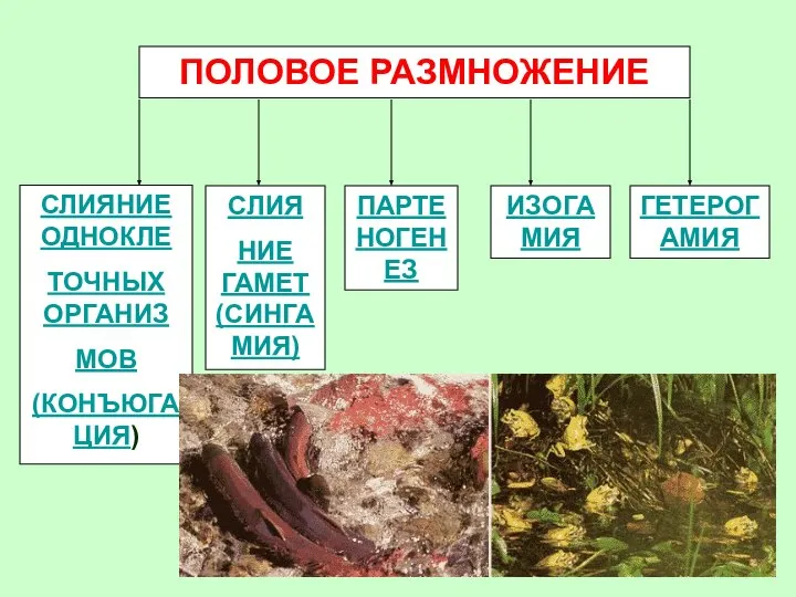 ПОЛОВОЕ РАЗМНОЖЕНИЕ СЛИЯНИЕ ОДНОКЛЕ ТОЧНЫХ ОРГАНИЗ МОВ (КОНЪЮГАЦИЯ) СЛИЯ НИЕ ГАМЕТ(СИНГАМИЯ) ПАРТЕНОГЕНЕЗ ИЗОГАМИЯ ГЕТЕРОГАМИЯ