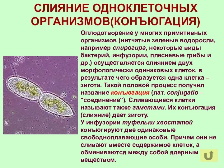СЛИЯНИЕ ОДНОКЛЕТОЧНЫХ ОРГАНИЗМОВ(КОНЪЮГАЦИЯ) Оплодотворение у многих примитивных организмов (нитчатые зеленые водоросли,