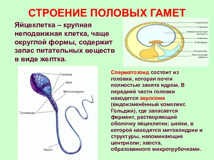 СТРОЕНИЕ ПОЛОВЫХ ГАМЕТ Яйцеклетка – крупная неподвижная клетка, чаще округлой формы,