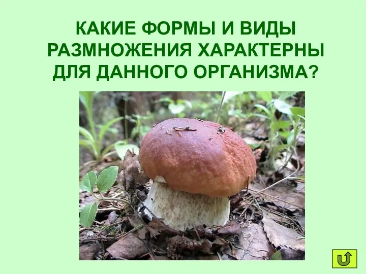 КАКИЕ ФОРМЫ И ВИДЫ РАЗМНОЖЕНИЯ ХАРАКТЕРНЫ ДЛЯ ДАННОГО ОРГАНИЗМА?