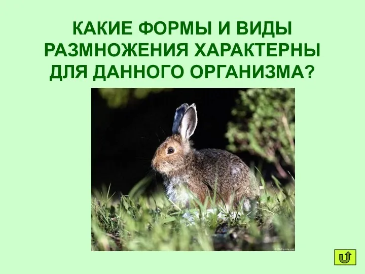 КАКИЕ ФОРМЫ И ВИДЫ РАЗМНОЖЕНИЯ ХАРАКТЕРНЫ ДЛЯ ДАННОГО ОРГАНИЗМА?