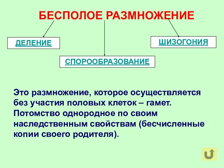 БЕСПОЛОЕ РАЗМНОЖЕНИЕ Это размножение, которое осуществляется без участия половых клеток –