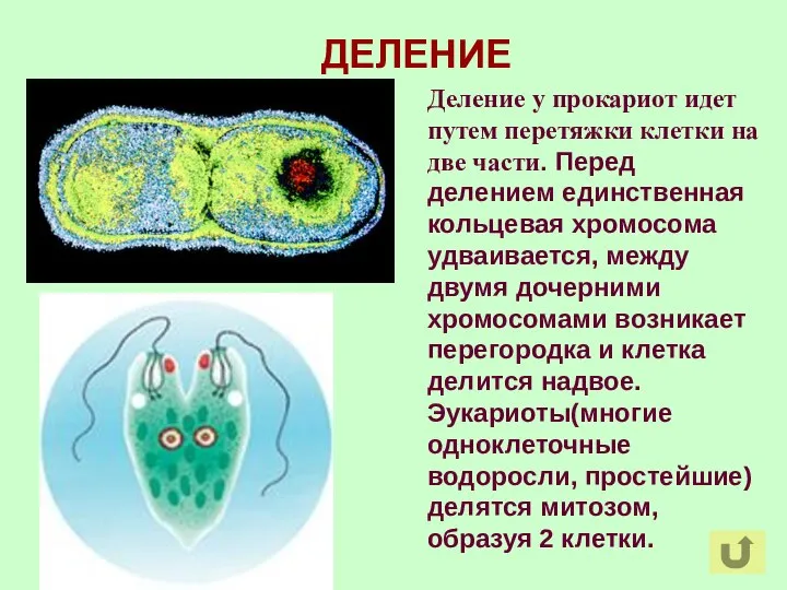 ДЕЛЕНИЕ Деление у прокариот идет путем перетяжки клетки на две части.