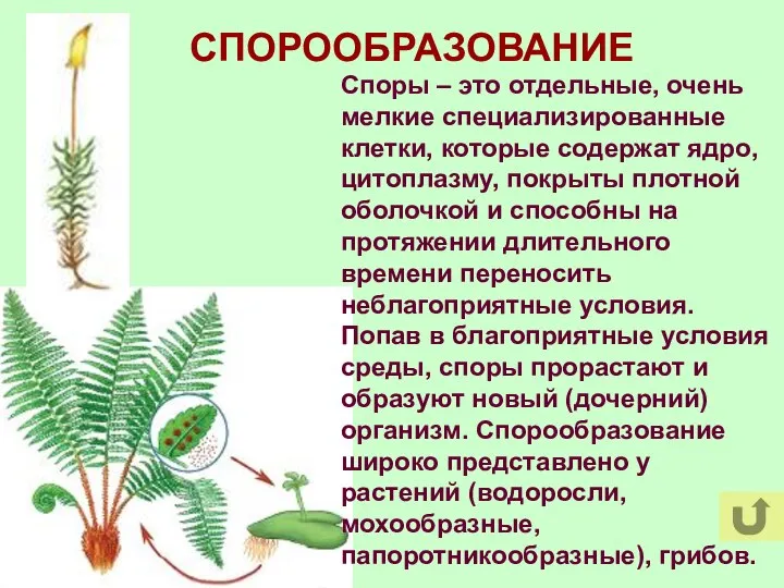 СПОРООБРАЗОВАНИЕ Споры – это отдельные, очень мелкие специализированные клетки, которые содержат