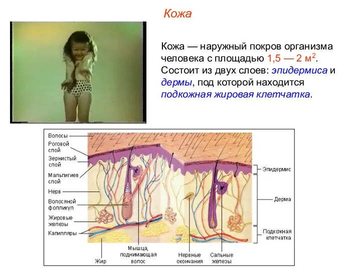 Кожа Кожа — наружный покров организма человека с площадью 1,5 —