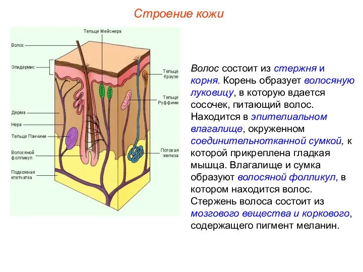 Строение кожи Волос состоит из стержня и корня. Корень образует волосяную