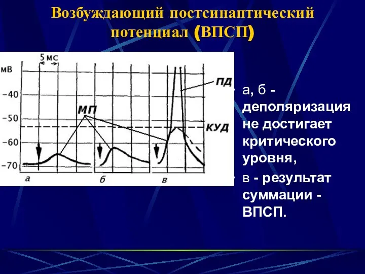 Возбуждающий постсинаптический потенциал (ВПСП) а, б - деполяризация не достигает критического