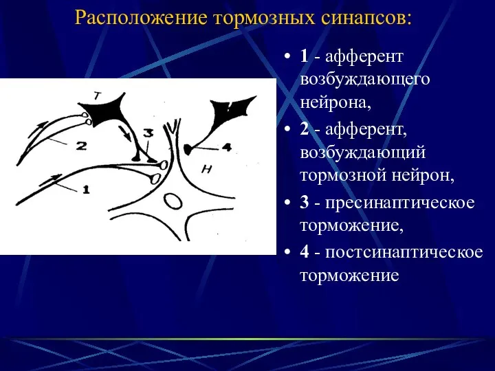 Расположение тормозных синапсов: 1 - афферент возбуждающего нейрона, 2 - афферент,