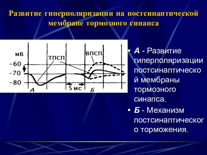 Развитие гиперполяризации на постсинаптической мембране тормозного синапса А - Развитие гиперполяризации