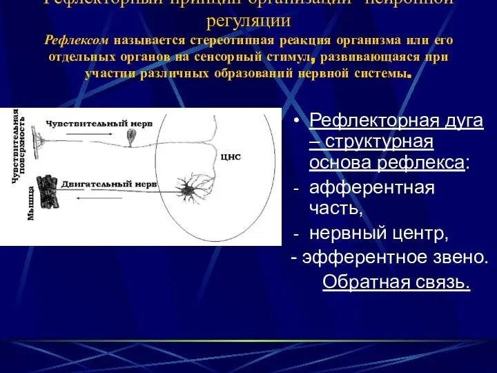 Рефлекторный принцип организации нейронной регуляции Рефлексом называется стереотипная реакция организма или