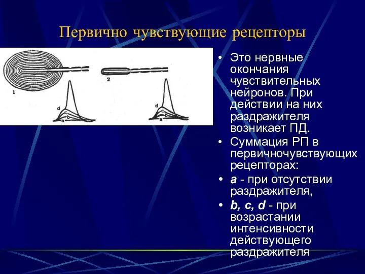 Первично чувствующие рецепторы Это нервные окончания чувствительных нейронов. При действии на