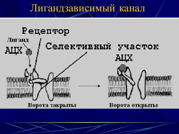 Лигандзависимый канал