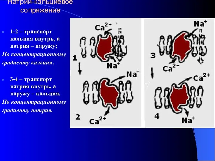 Натрий-кальциевое сопряжение 1-2 – транспорт кальция внутрь, а натрия – наружу;