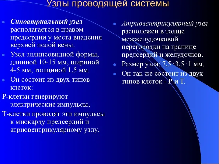 Узлы проводящей системы Синоатриальный узел располагается в правом предсердии у места