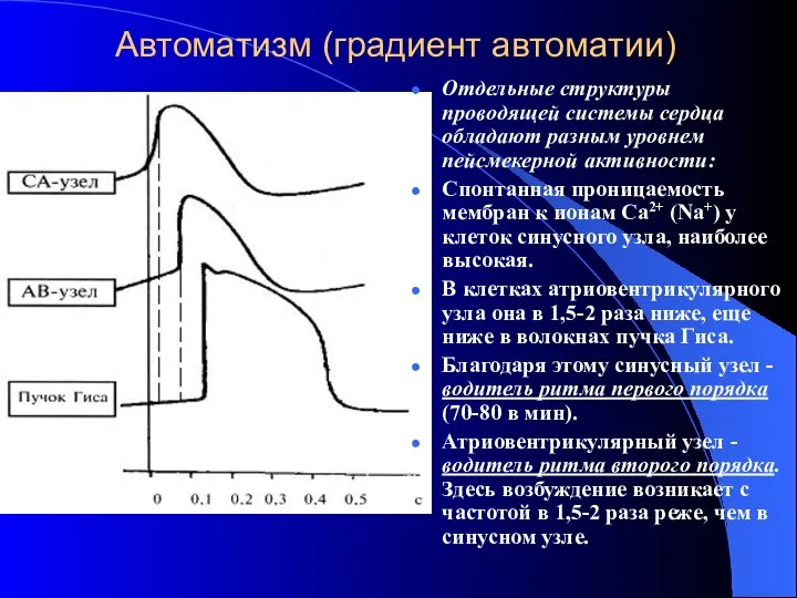 Автоматизм (градиент автоматии) Отдельные структуры проводящей системы сердца обладают разным уровнем