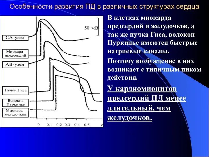 Особенности развития ПД в различных структурах сердца В клетках миокарда предсердий