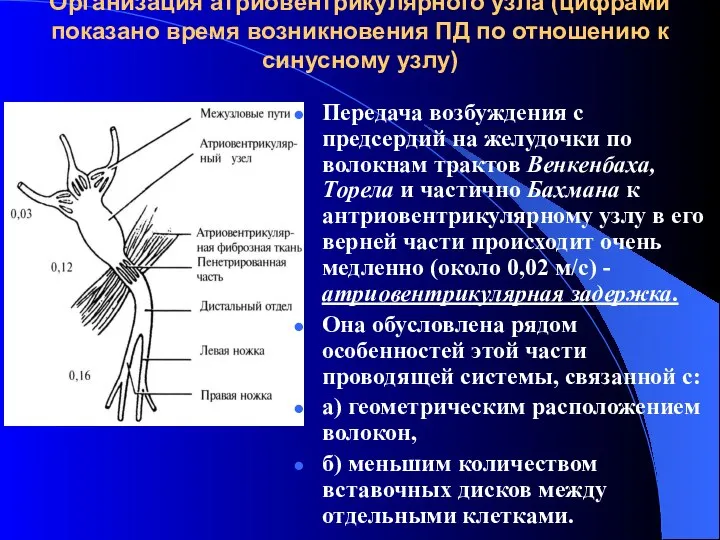 Организация атриовентрикулярного узла (цифрами показано время возникновения ПД по отношению к