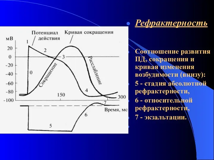 Рефрактерность Соотношение развития ПД, сокращения и кривая изменения возбудимости (внизу): 5