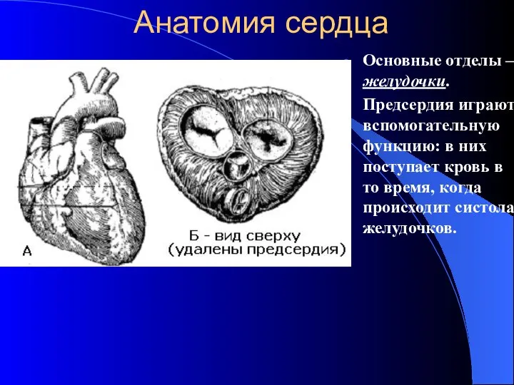 Анатомия сердца Основные отделы – желудочки. Предсердия играют вспомогательную функцию: в