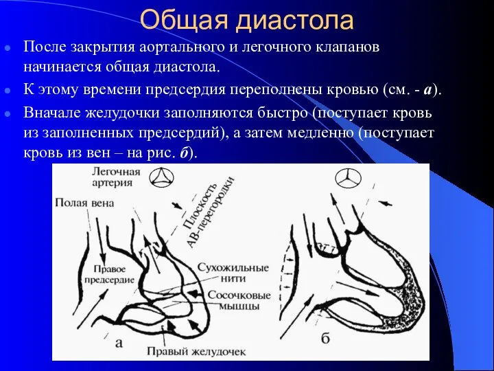 Общая диастола После закрытия аортального и легочного клапанов начинается общая диастола.