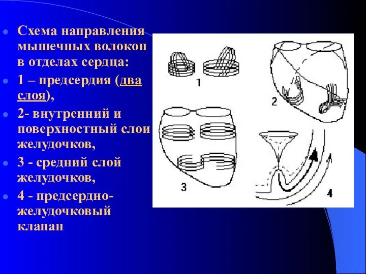 Схема направления мышечных волокон в отделах сердца: 1 – предсердия (два