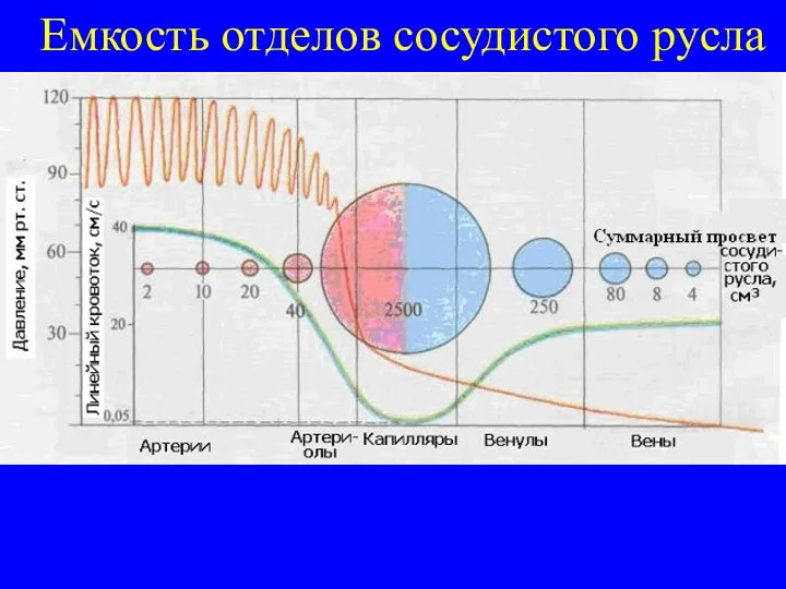 Емкость отделов сосудистого русла