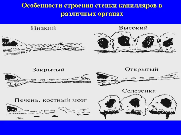 Особенности строения стенки капилляров в различных органах