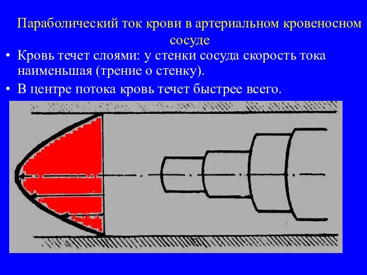 Параболический ток крови в артериальном кровеносном сосуде Кровь течет слоями: у