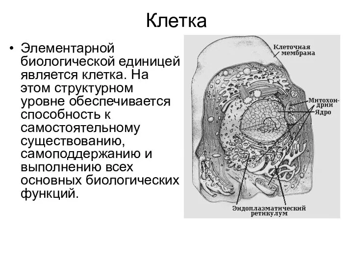 Клетка Элементарной биологической единицей является клетка. На этом структурном уровне обеспечивается