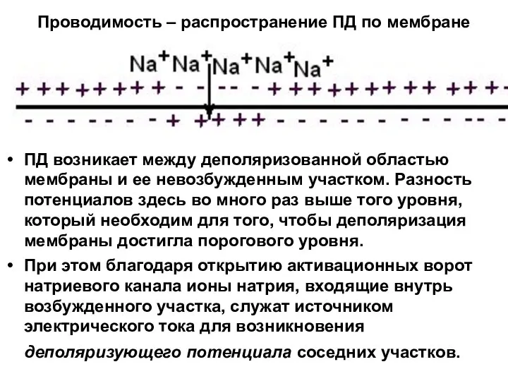 Проводимость – распространение ПД по мембране ПД возникает между деполяризованной областью