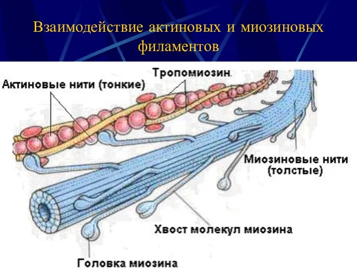 Взаимодействие актиновых и миозиновых филаментов