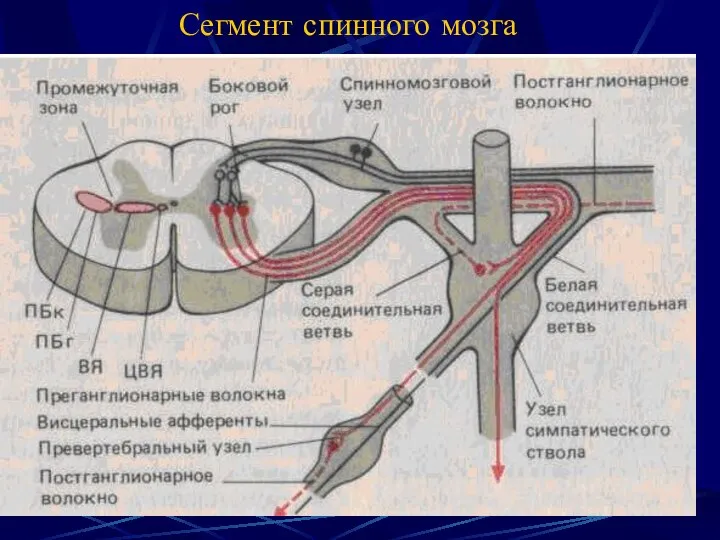 Сегмент спинного мозга