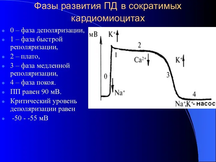 Фазы развития ПД в сократимых кардиомиоцитах 0 – фаза деполяризации, 1