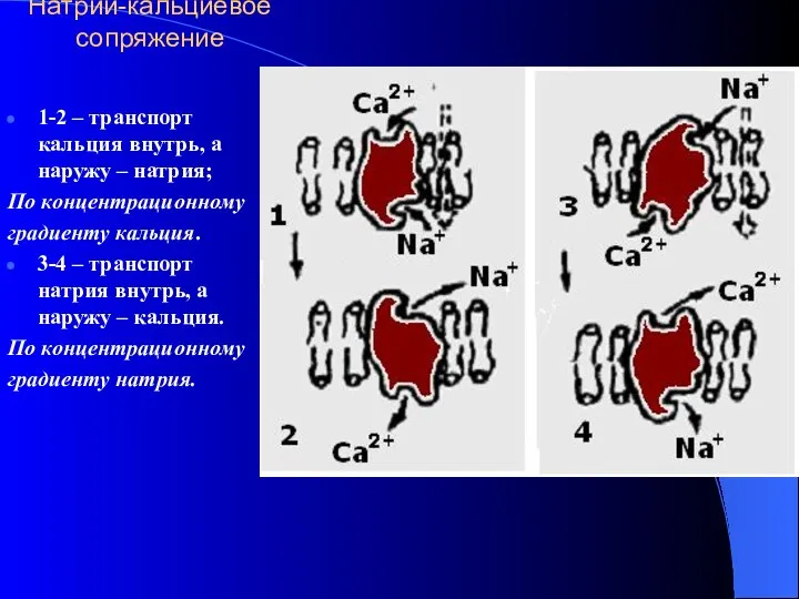 Натрий-кальциевое сопряжение 1-2 – транспорт кальция внутрь, а наружу – натрия;