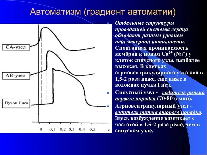 Автоматизм (градиент автоматии) Отдельные структуры проводящей системы сердца обладают разным уровнем