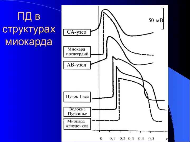 ПД в структурах миокарда