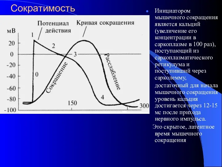 Сократимость Инициатором мышечного сокращения является кальций (увеличение его концентрации в саркоплазме