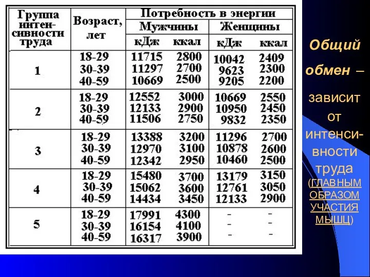 Общий обмен – зависит от интенси-вности труда (ГЛАВНЫМ ОБРАЗОМ УЧАСТИЯ МЫШЦ)