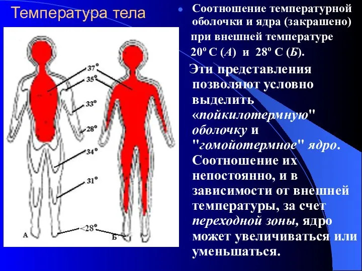 Температура тела Соотношение температурной оболочки и ядра (закрашено) при внешней температуре