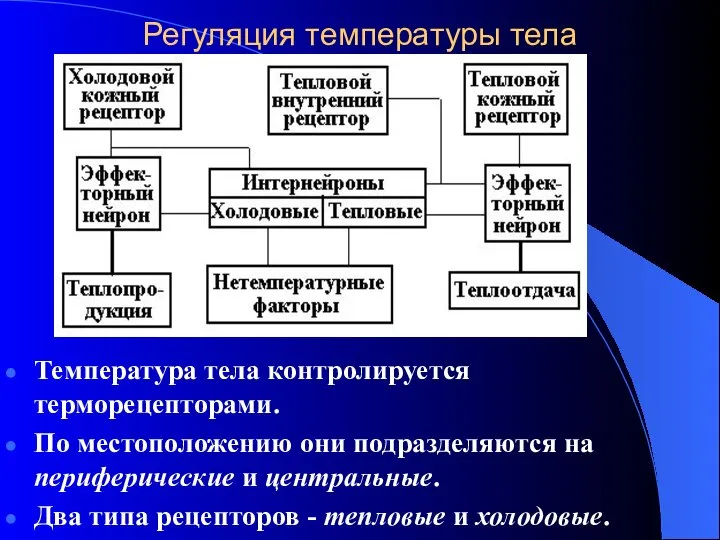 Регуляция температуры тела Температура тела контролируется терморецепторами. По местоположению они подразделяются