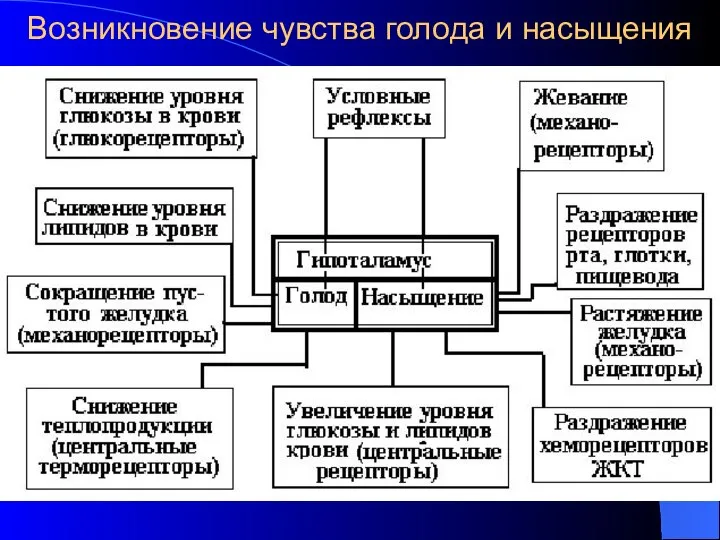 Возникновение чувства голода и насыщения