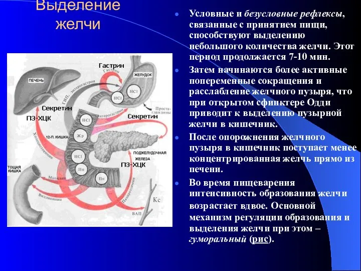 Выделение желчи Условные и безусловные рефлексы, связанные с принятием пищи, способствуют