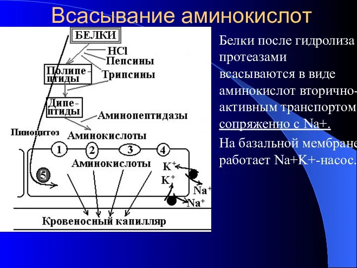 Всасывание аминокислот Белки после гидролиза протеазами всасываются в виде аминокислот вторично-активным