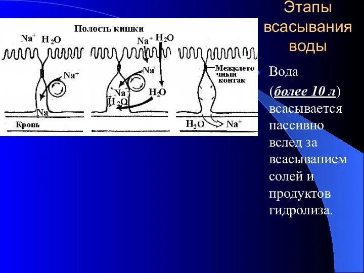 Этапы всасывания воды Вода (более 10 л) всасывается пассивно вслед за всасыванием солей и продуктов гидролиза.