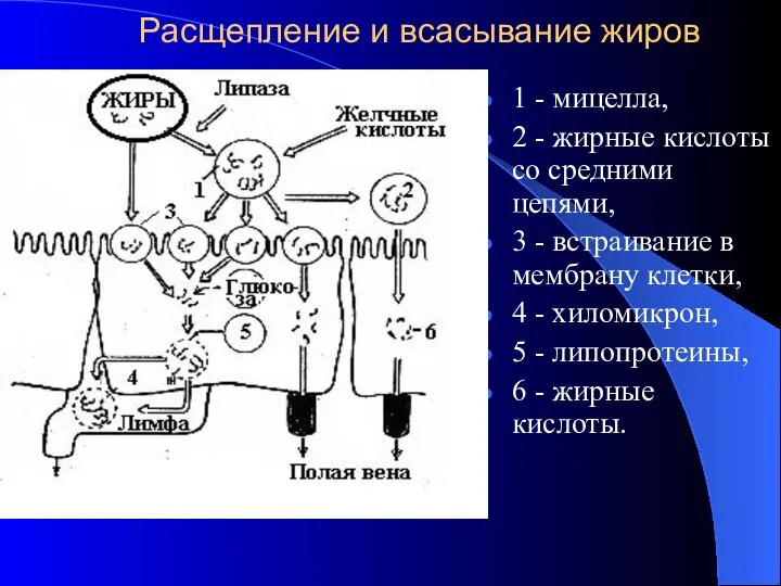 Расщепление и всасывание жиров 1 - мицелла, 2 - жирные кислоты