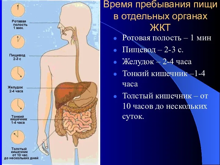 Время пребывания пищи в отдельных органах ЖКТ Ротовая полость – 1